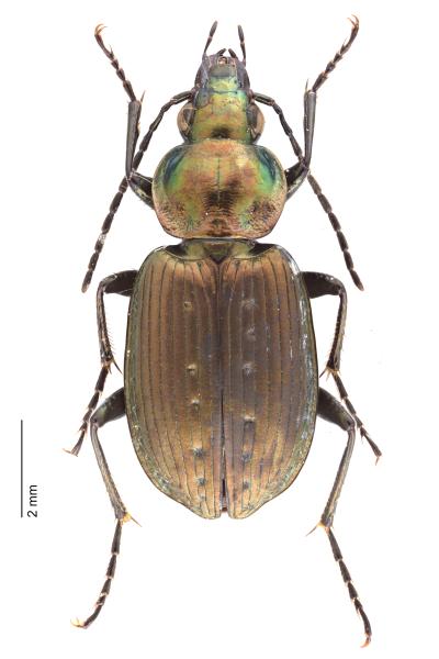 Carabes de Suisse  - Agonum impressum