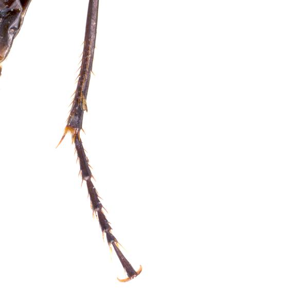 Carabes de Suisse  - Agonum lugens