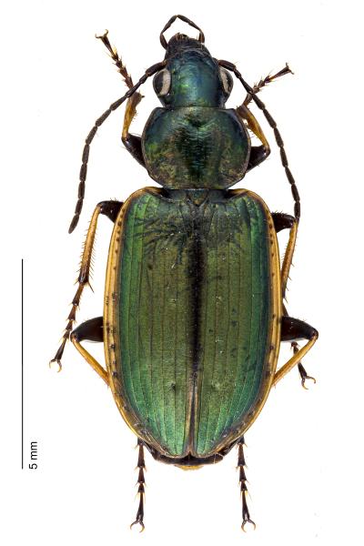 Carabes de Suisse  - Agonum marginatum