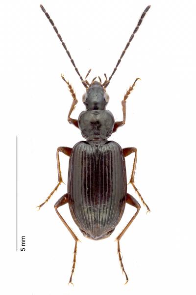 Carabes de Suisse  - Agonum micans