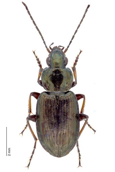 Carabes de Suisse  - Agonum muelleri