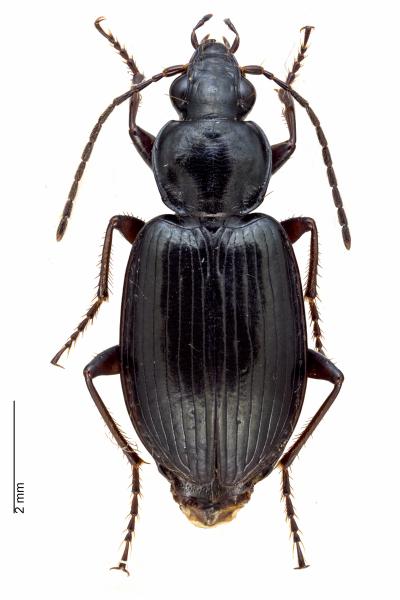 Carabes de Suisse  - Agonum nigrum