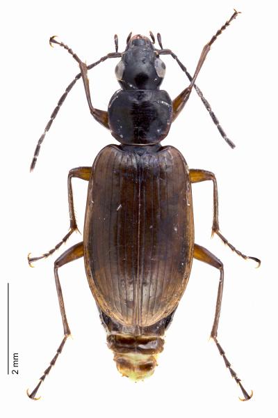 Carabes de Suisse  - Agonum piceum
