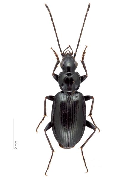   - Agonum scitulum