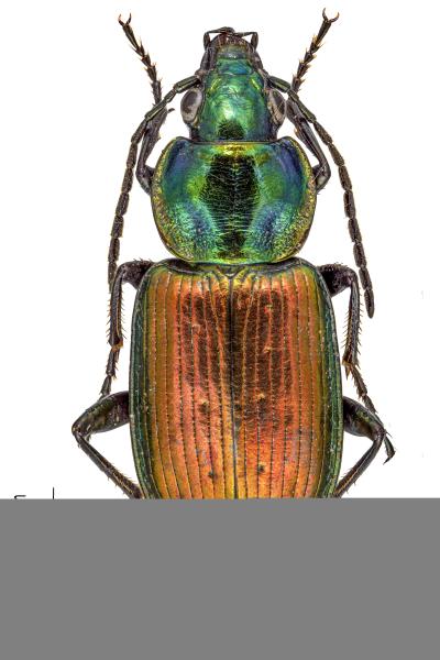 Carabes de Suisse  - Agonum sexpunctatum