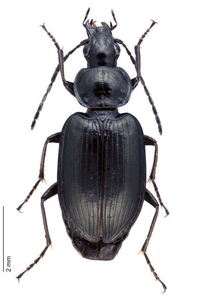 Carabes de Suisse  - Agonum versutum