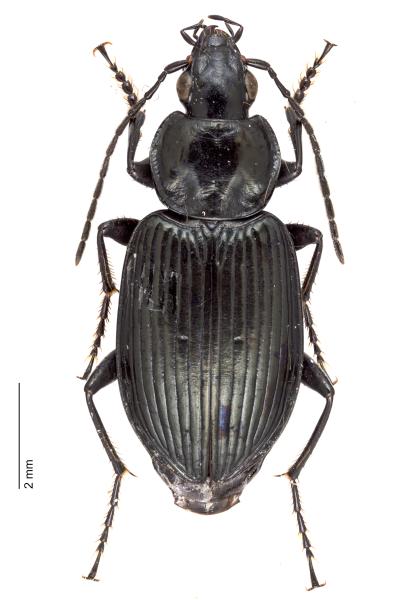 Carabes de Suisse  - Agonum viduum