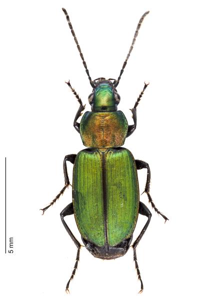   - Agonum viridicupreum viridicupreum
