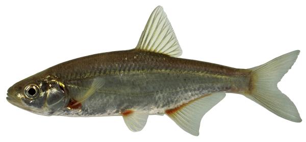 Poissons de Suisse Pirlin - Alburnoides bipunctatus