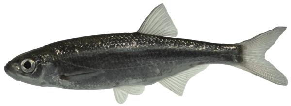 Poissons de Suisse Alborella  - Alburnus   arborella 