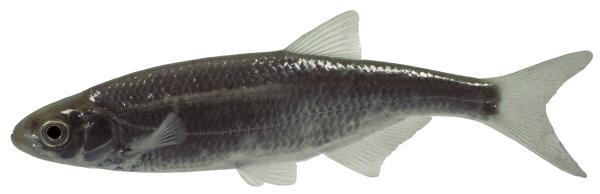 Poissons de Suisse Ablette - Alburnus alburnus