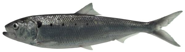 Poissons de Suisse Agone  - Alosa agone 
