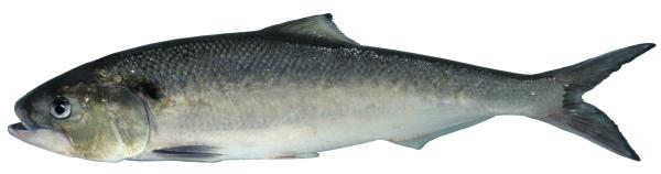 Poissons de Suisse Grande alose  - Alosa alosa 