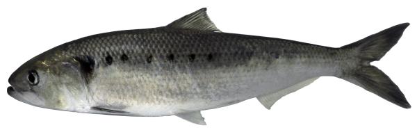Poissons de Suisse alose feinte  - Alosa fallax 