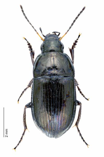   - Amara communis