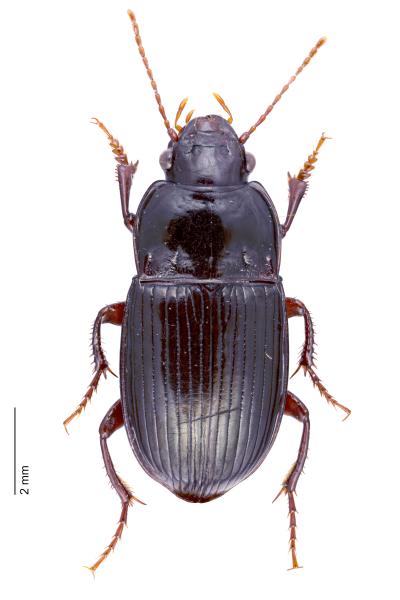   - Amara consularis