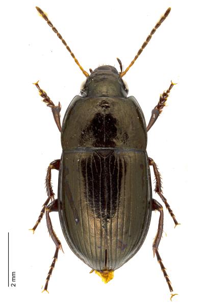   - Amara convexior