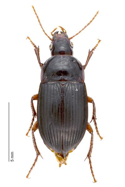   - Amara equestris