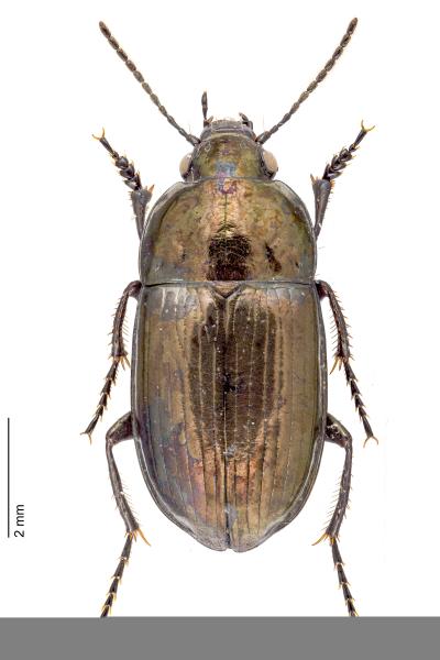   - Amara erratica