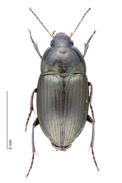   - Amara eurynota