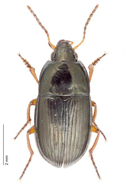   - Amara familiaris