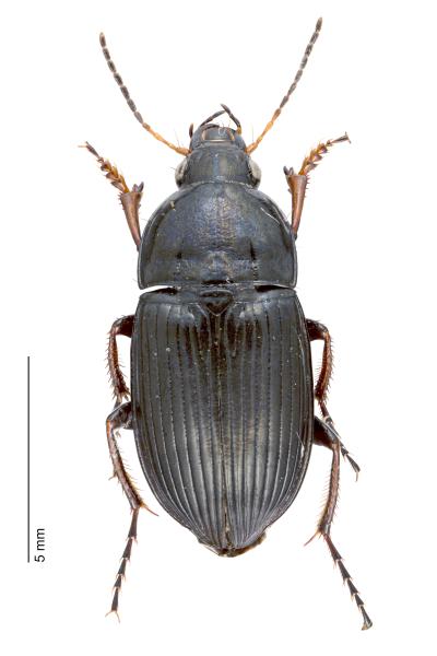   - Amara fulvipes