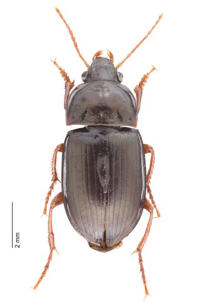 Carabes de Suisse  - Amara fusca
