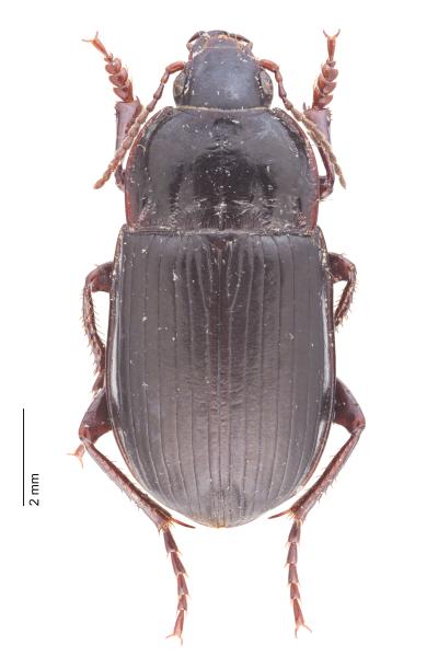   - Amara infuscata