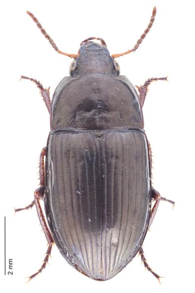   - Amara littorea