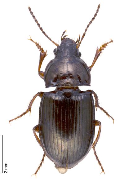   - Amara municipalis