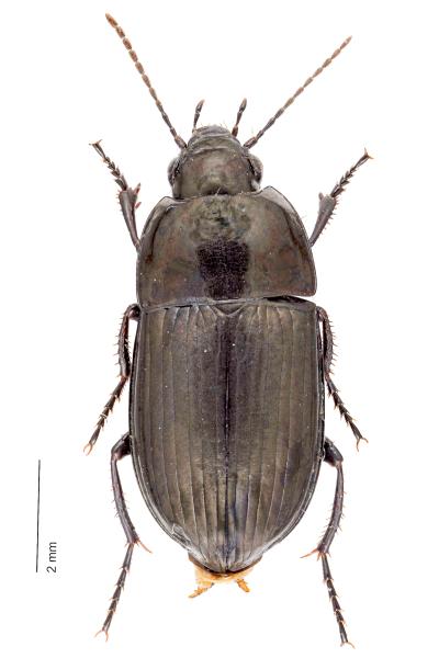   - Amara nigricornis