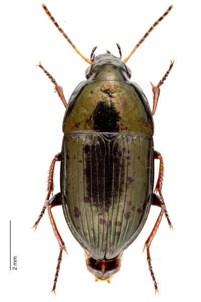   - Amara nitida