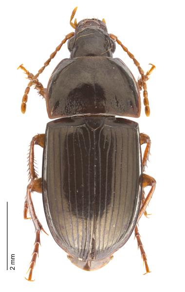   - Amara praetermissa
