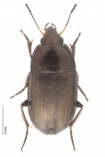   - Amara proxima