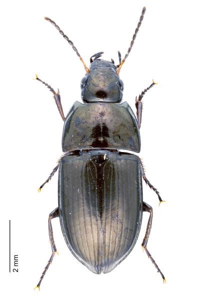   - Amara pulpani