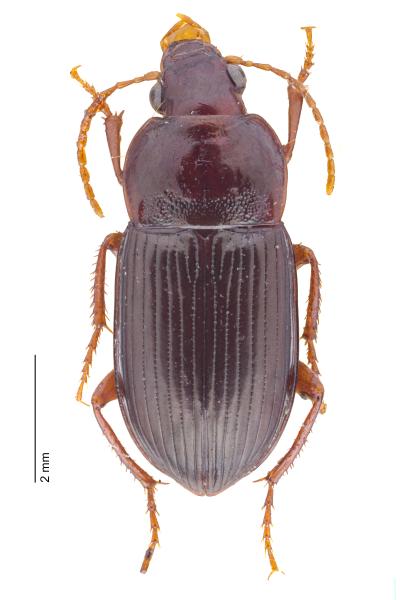   - Amara sabulosa