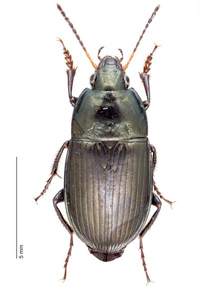   - Amara similata