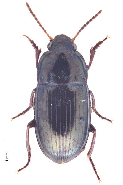   - Amara tibialis