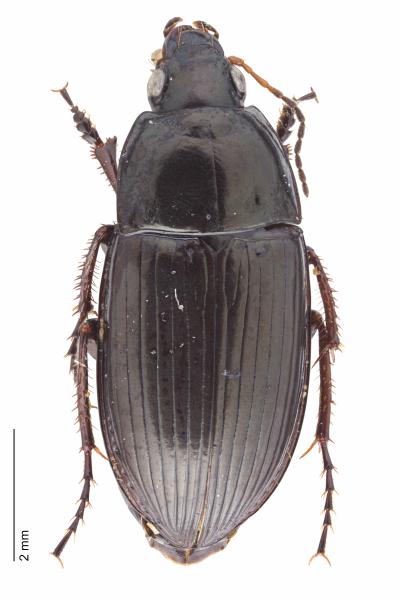   - Amara tricuspidata