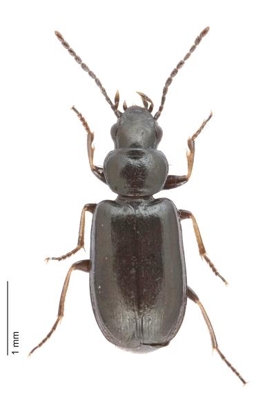   - Amblystomus niger