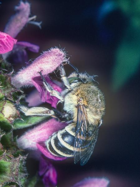 Wildbienen der Schweiz Weisswangen-Bindenpelzbiene - Amegilla albigena