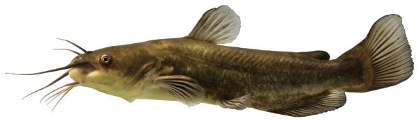  Zwergwels oder Katzenwels  - Ameiurus melas 