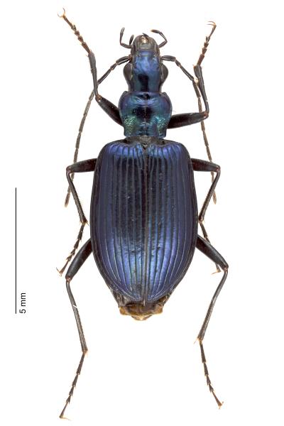   - Anchomenus cyaneus