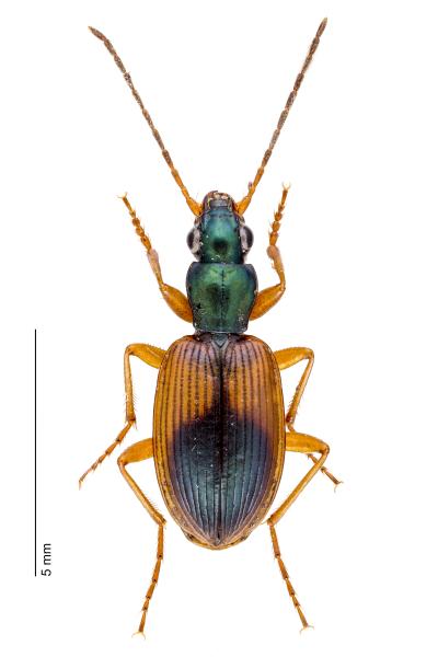   - Anchomenus dorsalis dorsalis