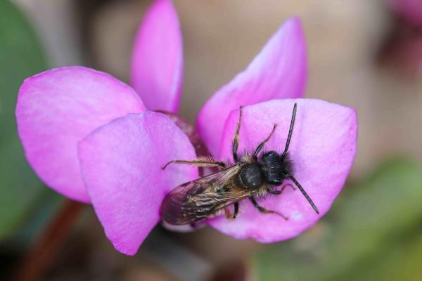 Les abeilles sauvages de Suisse  - Andrena bicolor