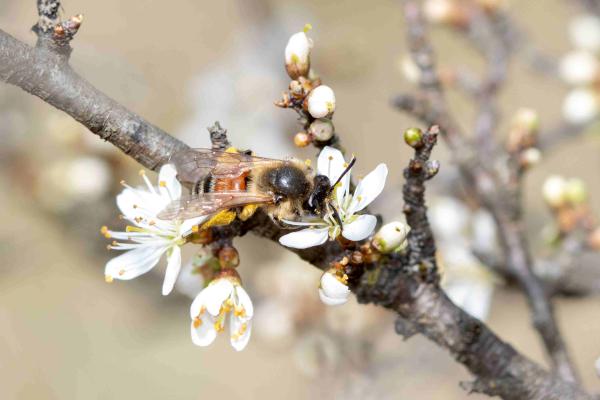 Les abeilles sauvages de Suisse Andrène deux-taches - Andrena bimaculata