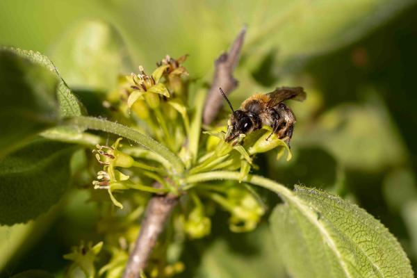 Les abeilles sauvages de Suisse  - Andrena helvola
