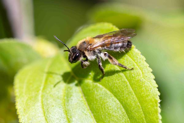 Les abeilles sauvages de Suisse  - Andrena helvola