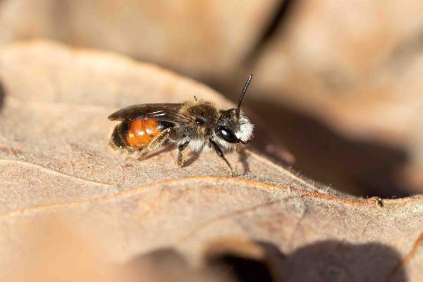Les abeilles sauvages de Suisse Andrène labiée - Andrena labiata