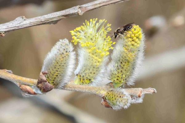 Les abeilles sauvages de Suisse  - Andrena minutula